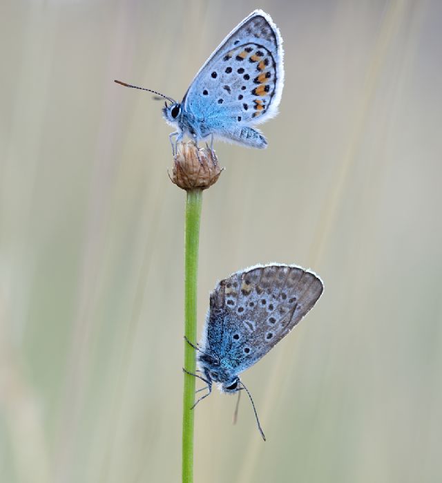 Polyommatus icarus?  No, Plebejus argus